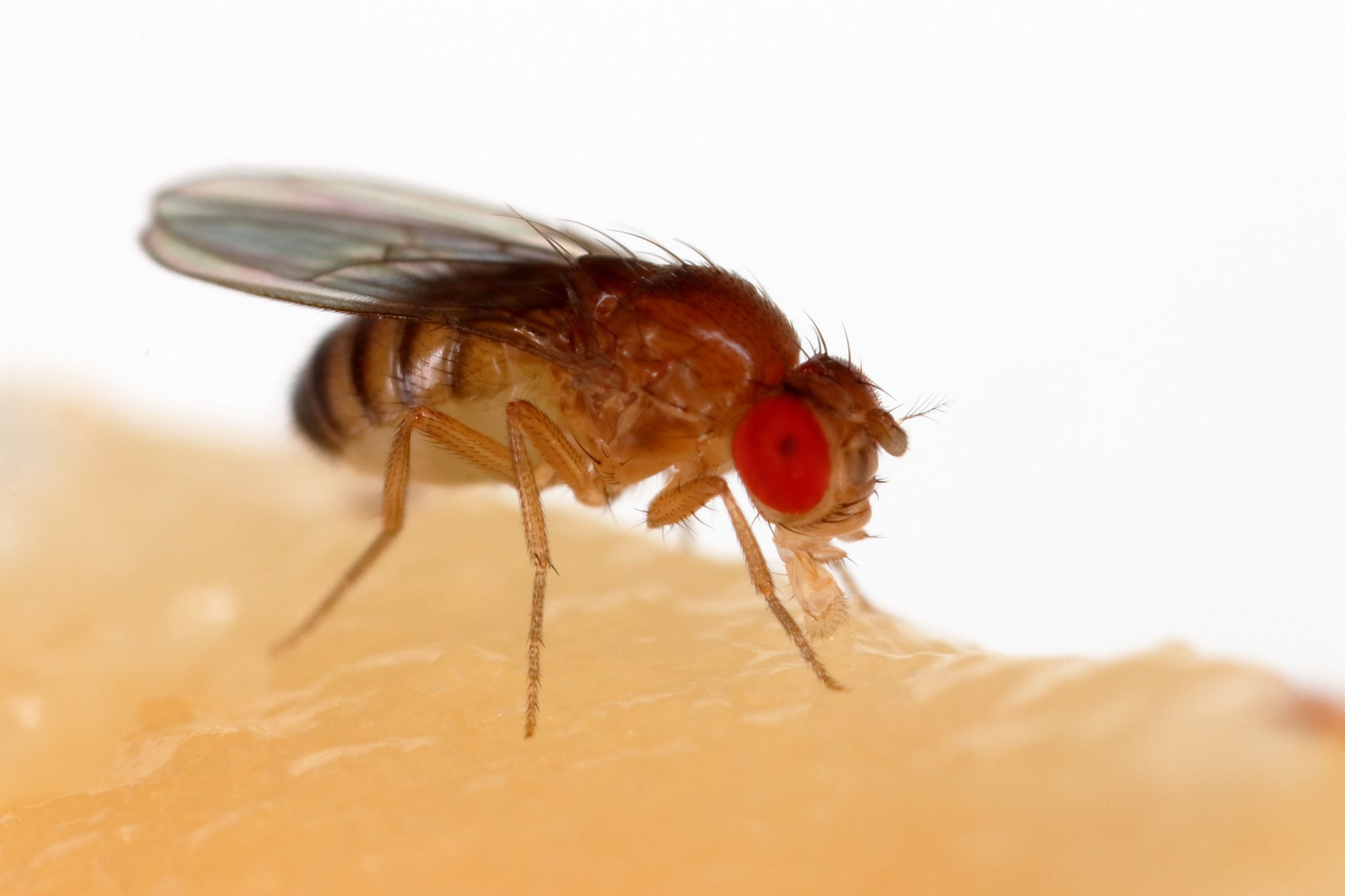 CalTech’s famous fly lab, Saving California’s rare fruit, Atomic microscope, Winter snowfall earthquakes, Brain enhancement drugs, Mars copter