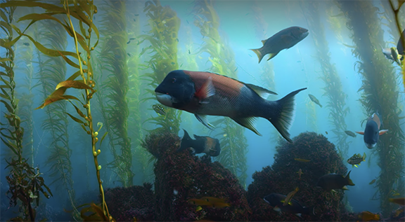 Netflix’s Our Planet takes on California, Talking with your brain, Banning animal dissection, California’s “King Tides”, Threats to California’s artichokes
