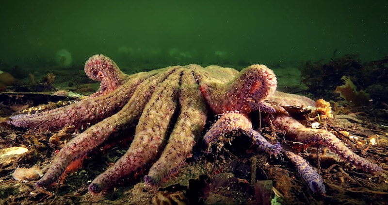 Strange new sea life in California, Magnificent murres, Eagle cam at Big Bear, Going to prison for killing a fish, Oral history of the Keck observatory
