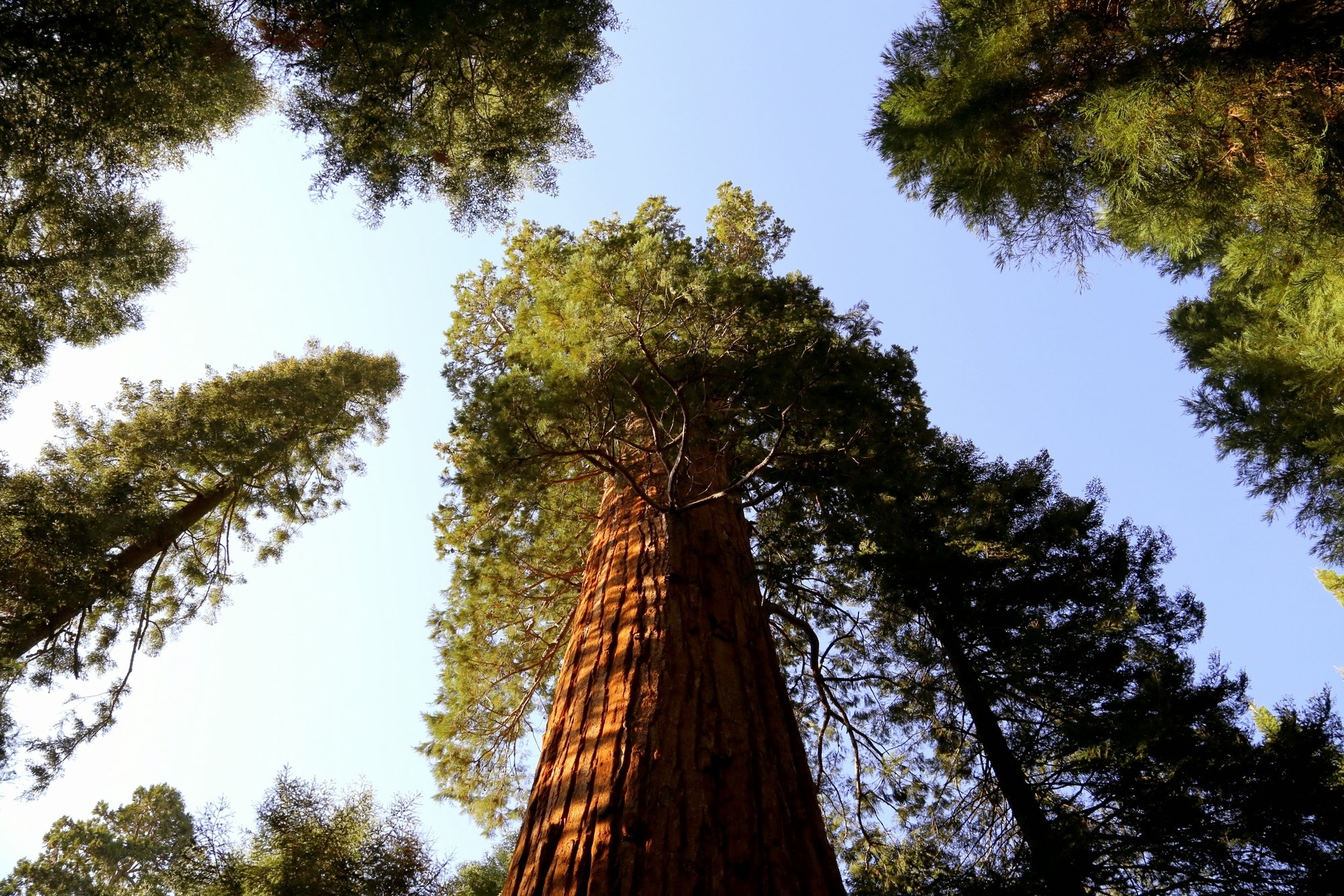Why are California’s redwoods and sequoias so big and tall?
