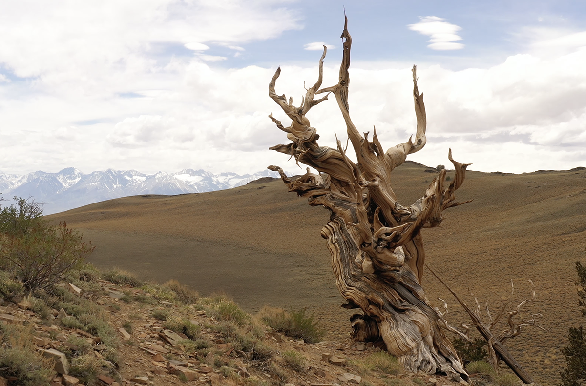 Ancient Bristlecone Pines by Drone