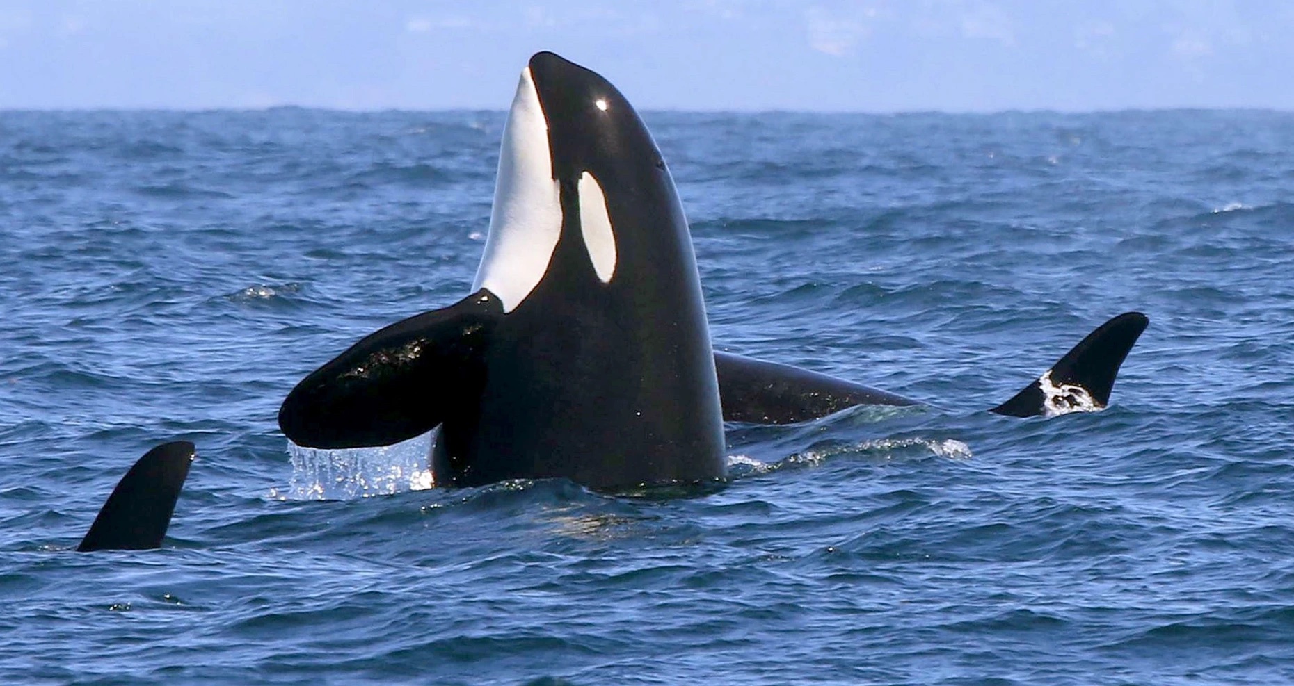 A Deep Dive into the World of California’s Orcas: Majestic Ocean Predators