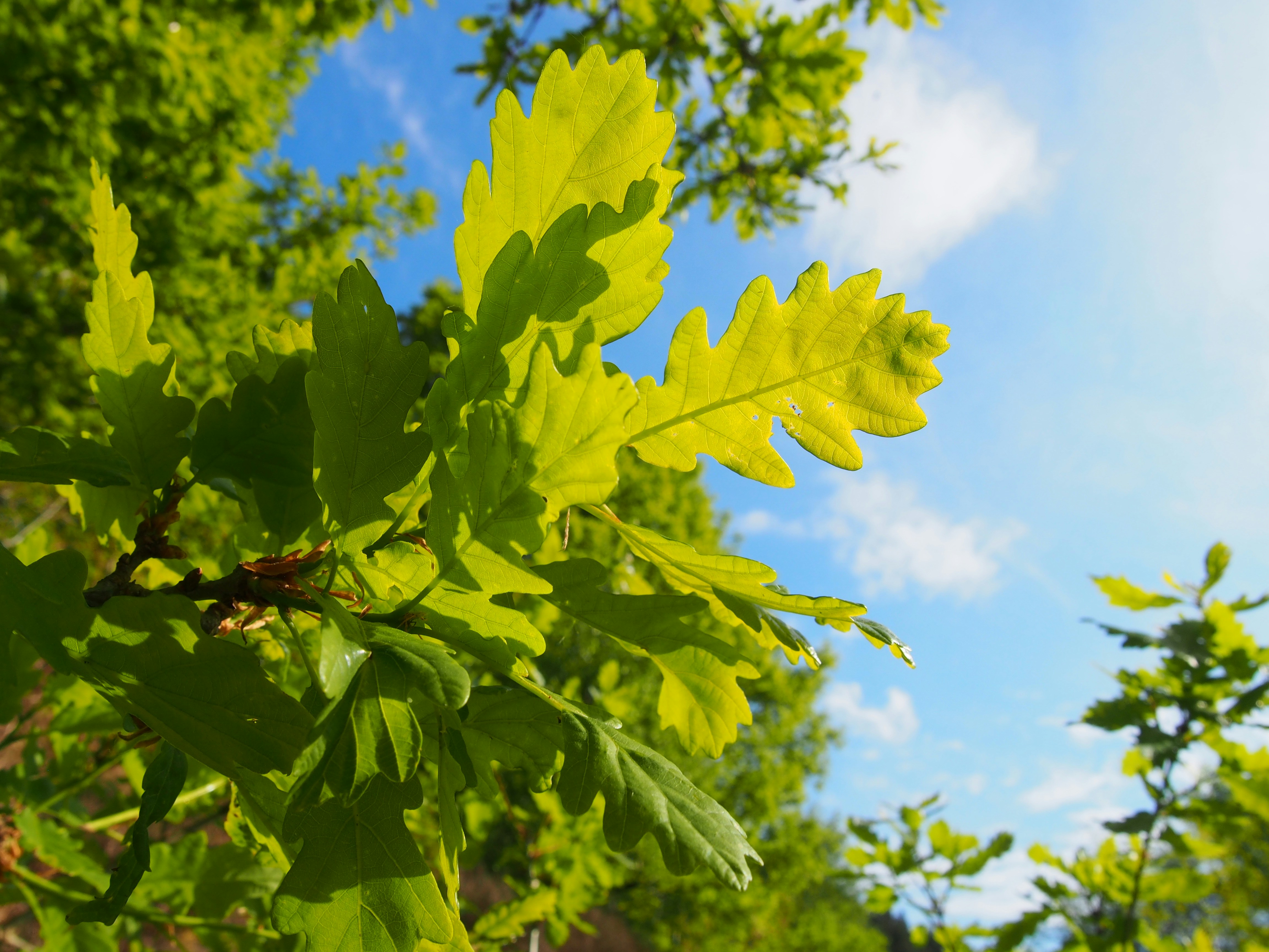 The Mighty Oaks of California Are a Keystone of the Golden State’s Ecosystem