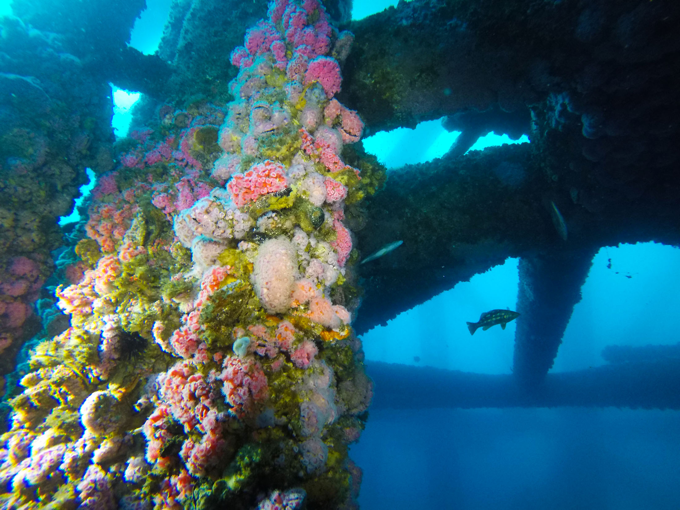 Transforming California’s Oil Platforms into Marine Sanctuaries