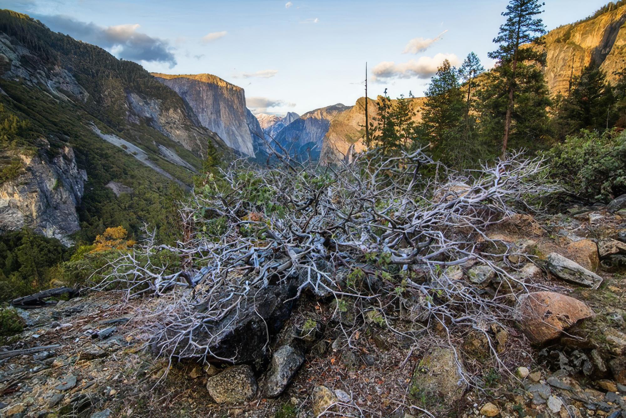 Manzanitas are California’s Sculptured Survivors