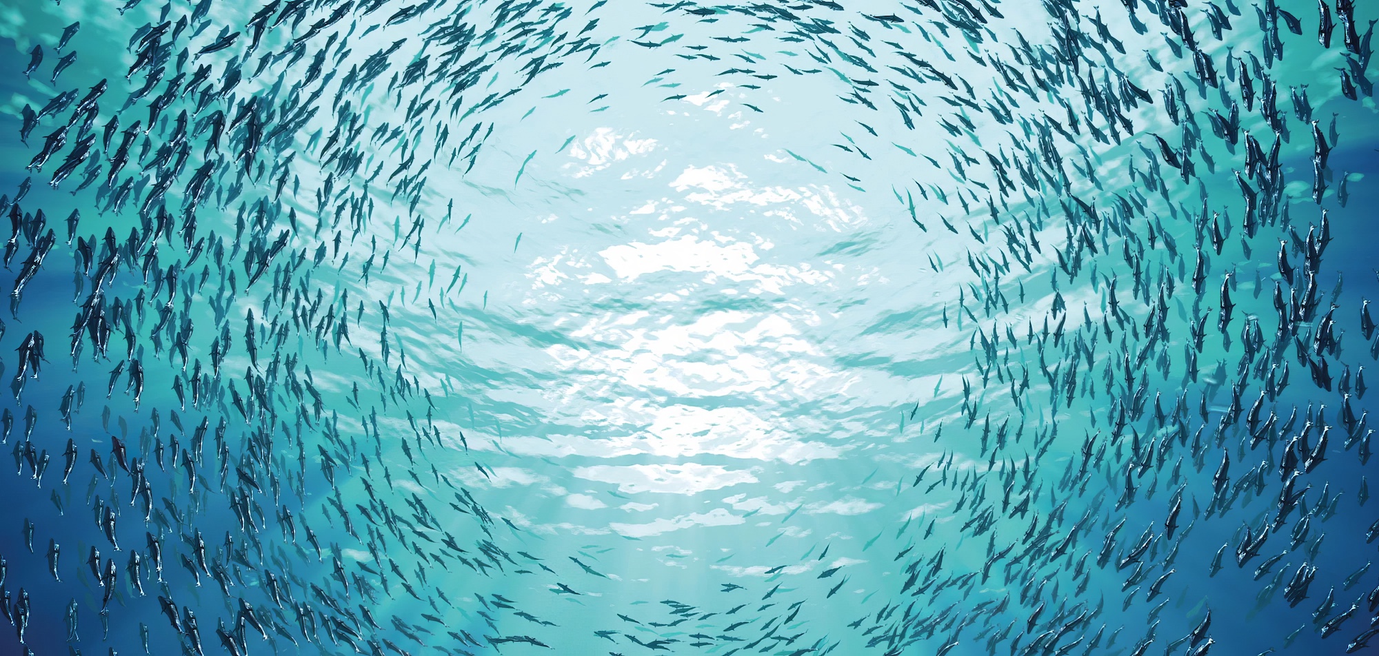 What David Attenborough Reminded Me About the Sea
