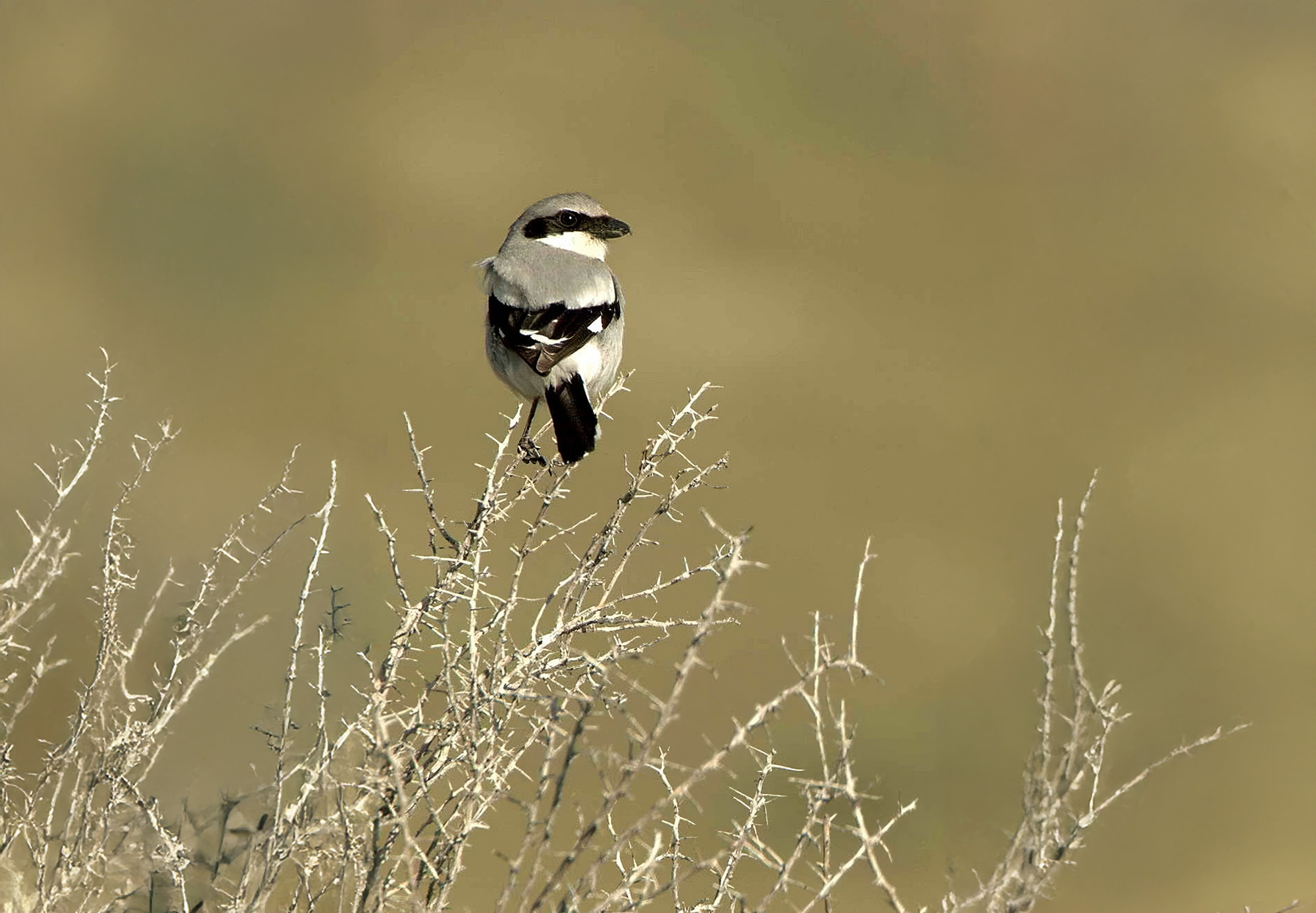San Clemente Island is Where War Games and Wildlife Coexist