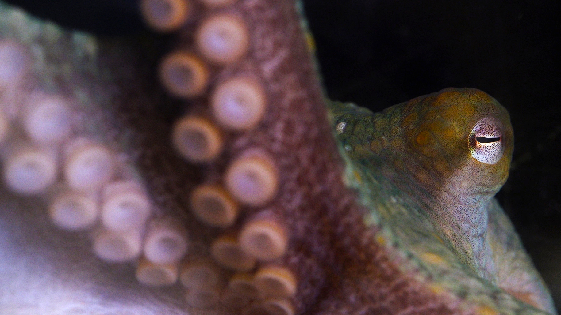 California’s Two-Spot Octopus is the Alien Mind Off Shore