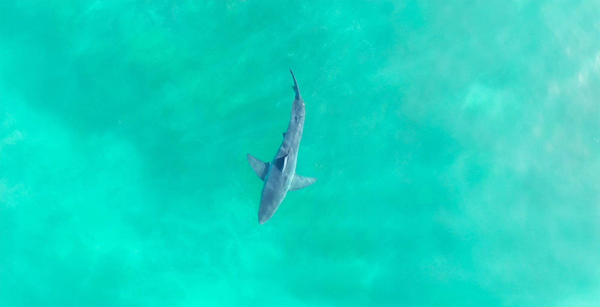 It’s Going to Be a Sharky Summer. Here’s Why That’s Okay.