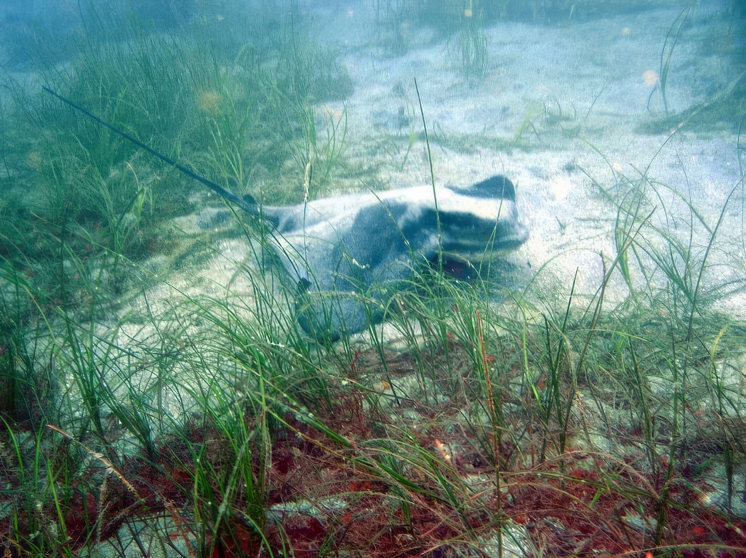 Why Southern California is the Stingray Capital of the World