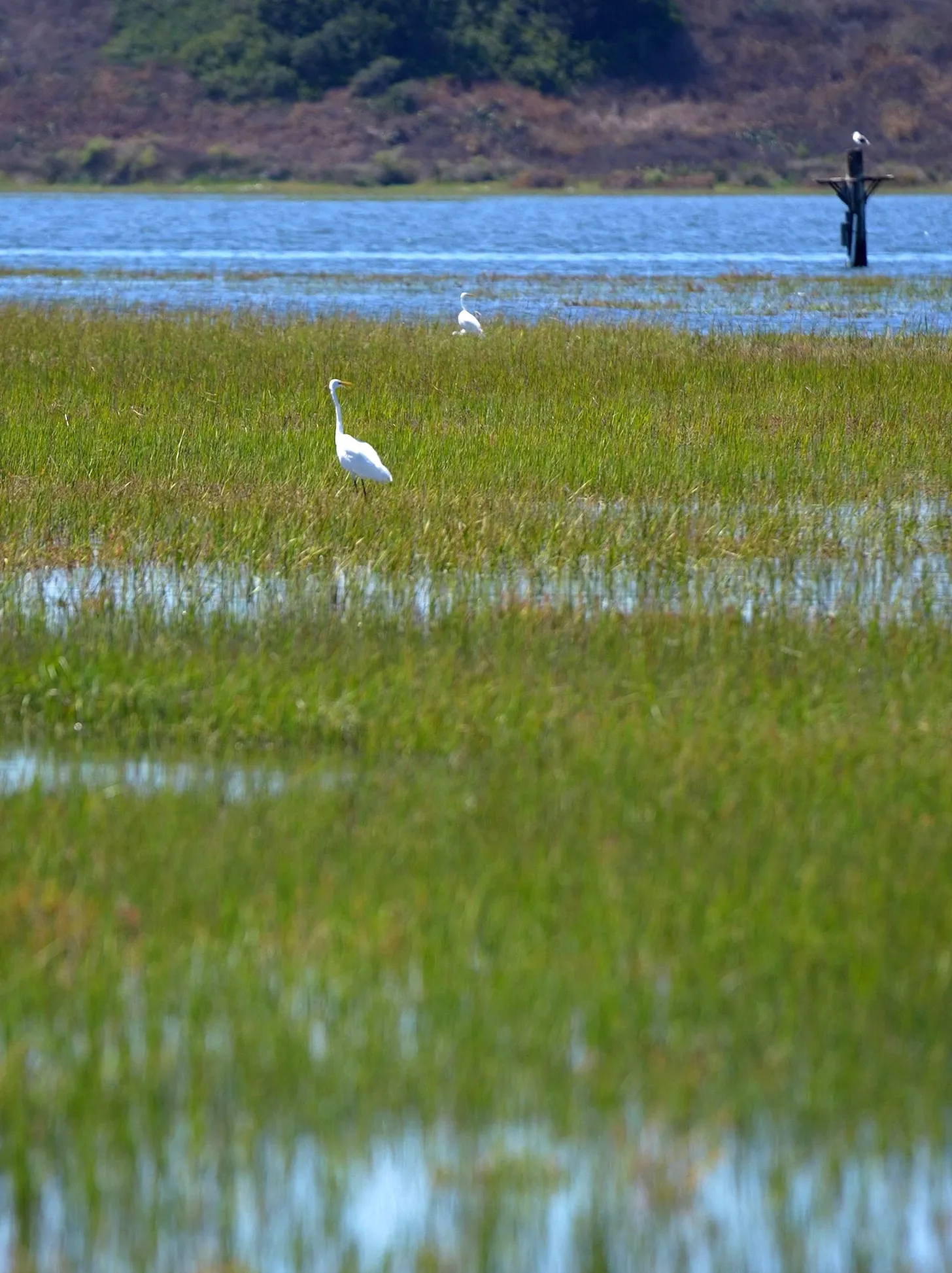 The Wetland Newport Beach Saved for the Birds